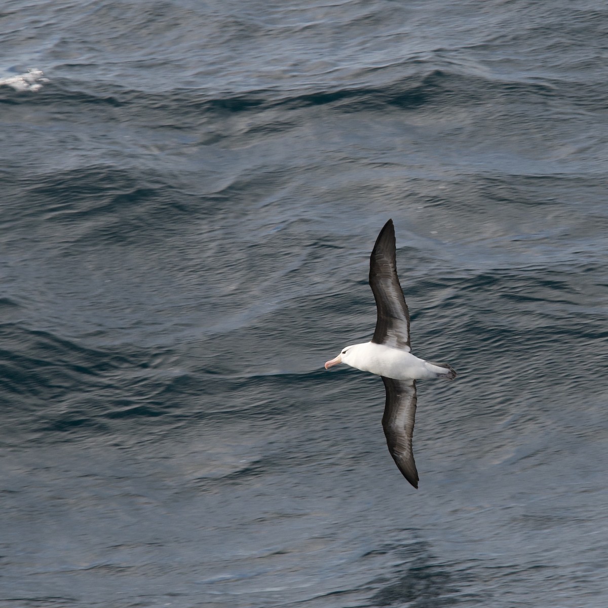 Albatros à sourcils noirs - ML611377884