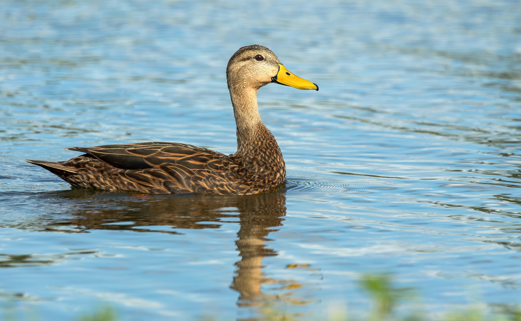 Mottled Duck (Florida) - eBird