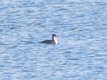 Red-necked Grebe - ML611378114