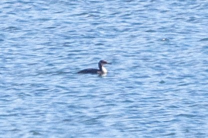Red-necked Grebe - ML611378117