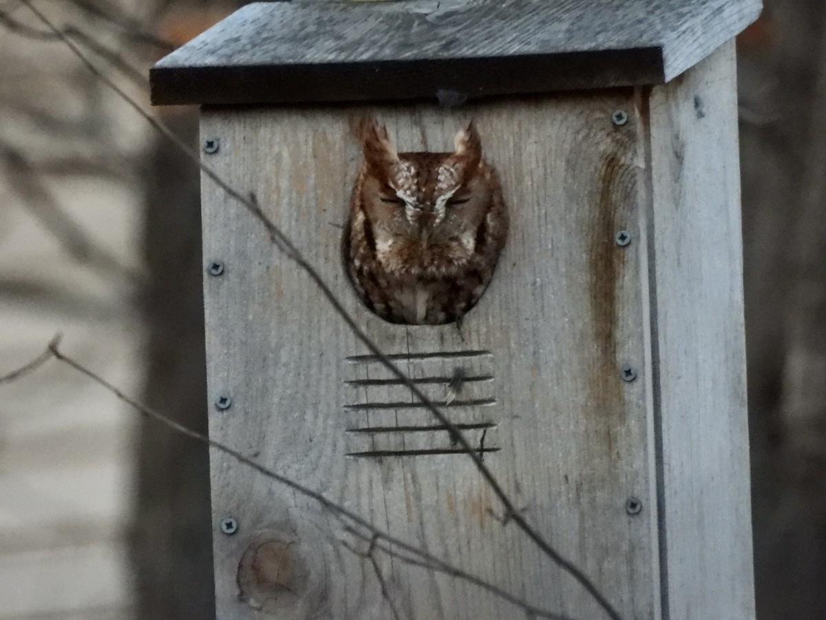 Eastern Screech-Owl - Chase Masters