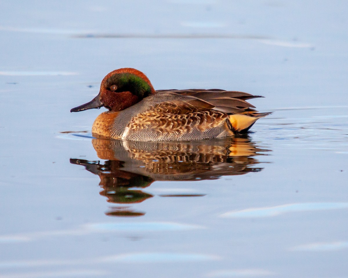 Green-winged Teal - ML611378745