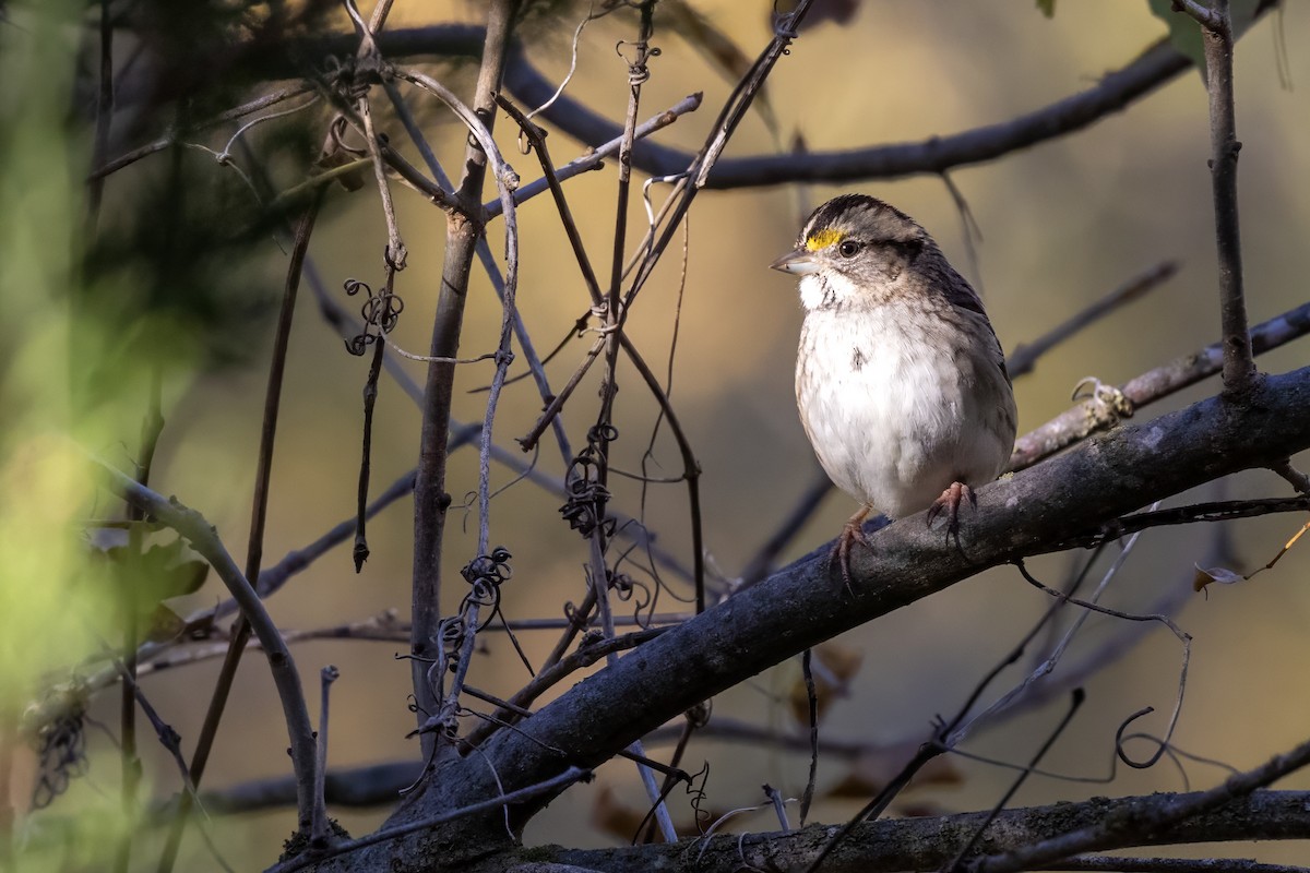White-throated Sparrow - ML611379111