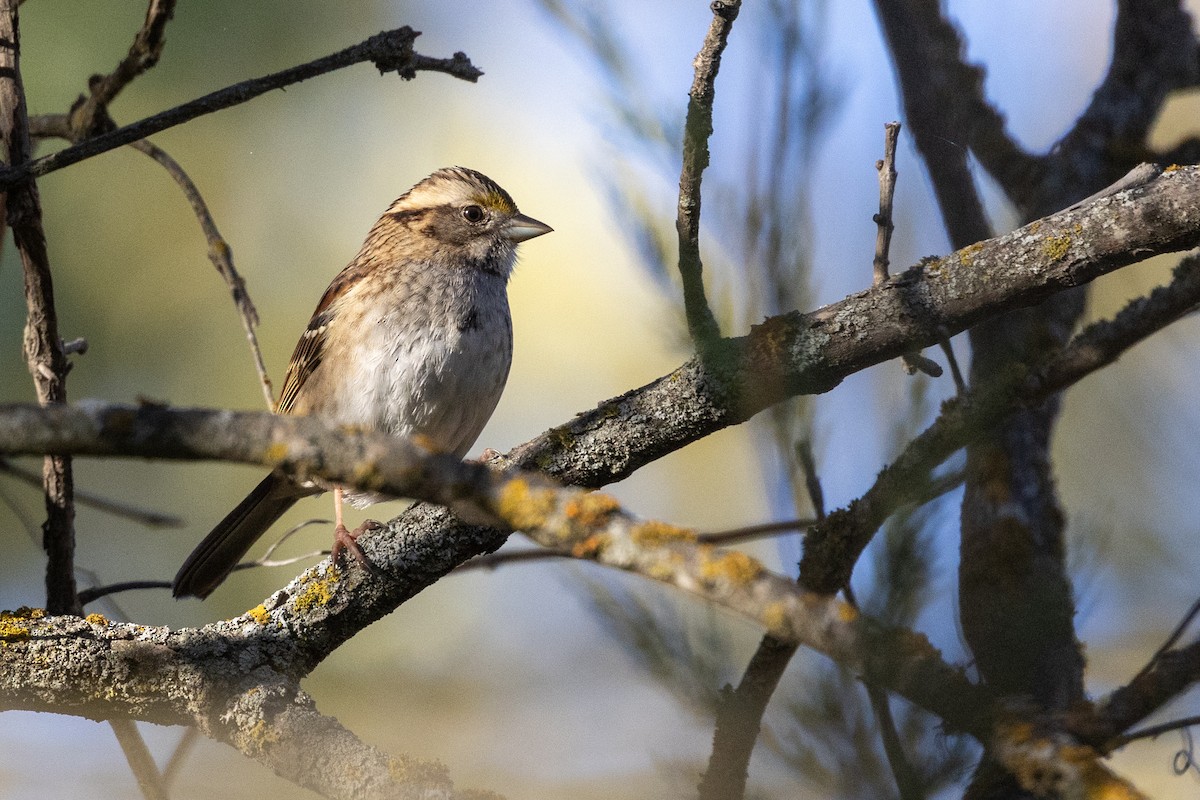 White-throated Sparrow - ML611379112