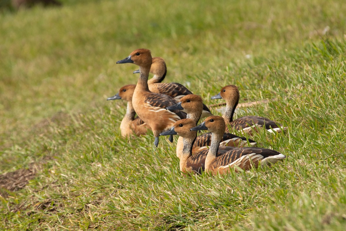 Fulvous Whistling-Duck - ML611379120