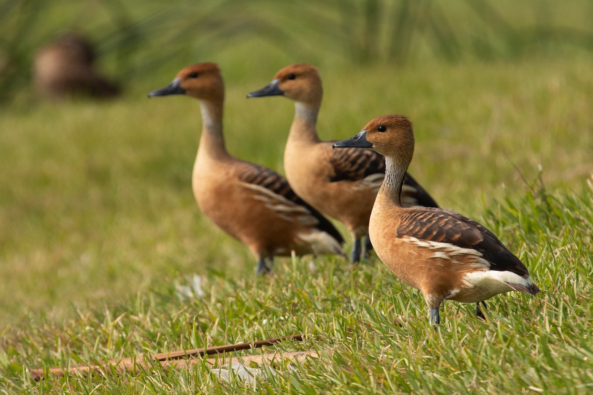 Fulvous Whistling-Duck - ML611379121