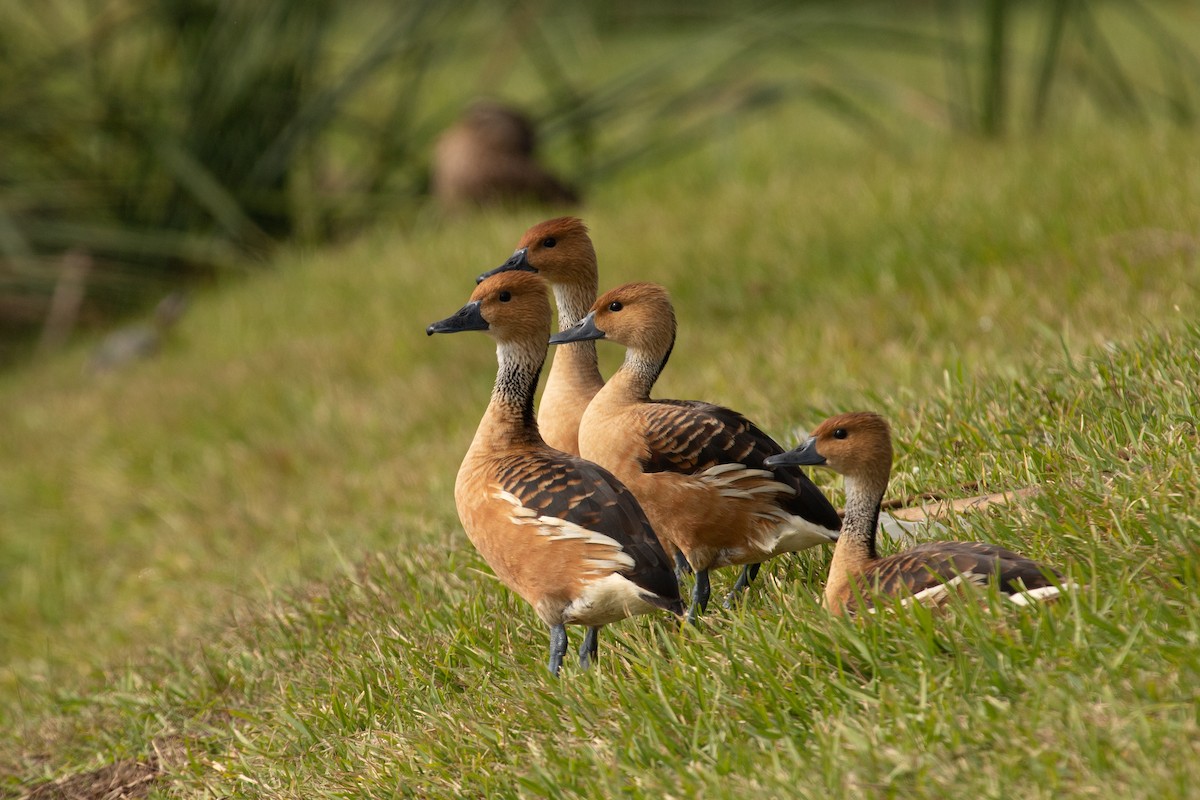 Fulvous Whistling-Duck - ML611379122