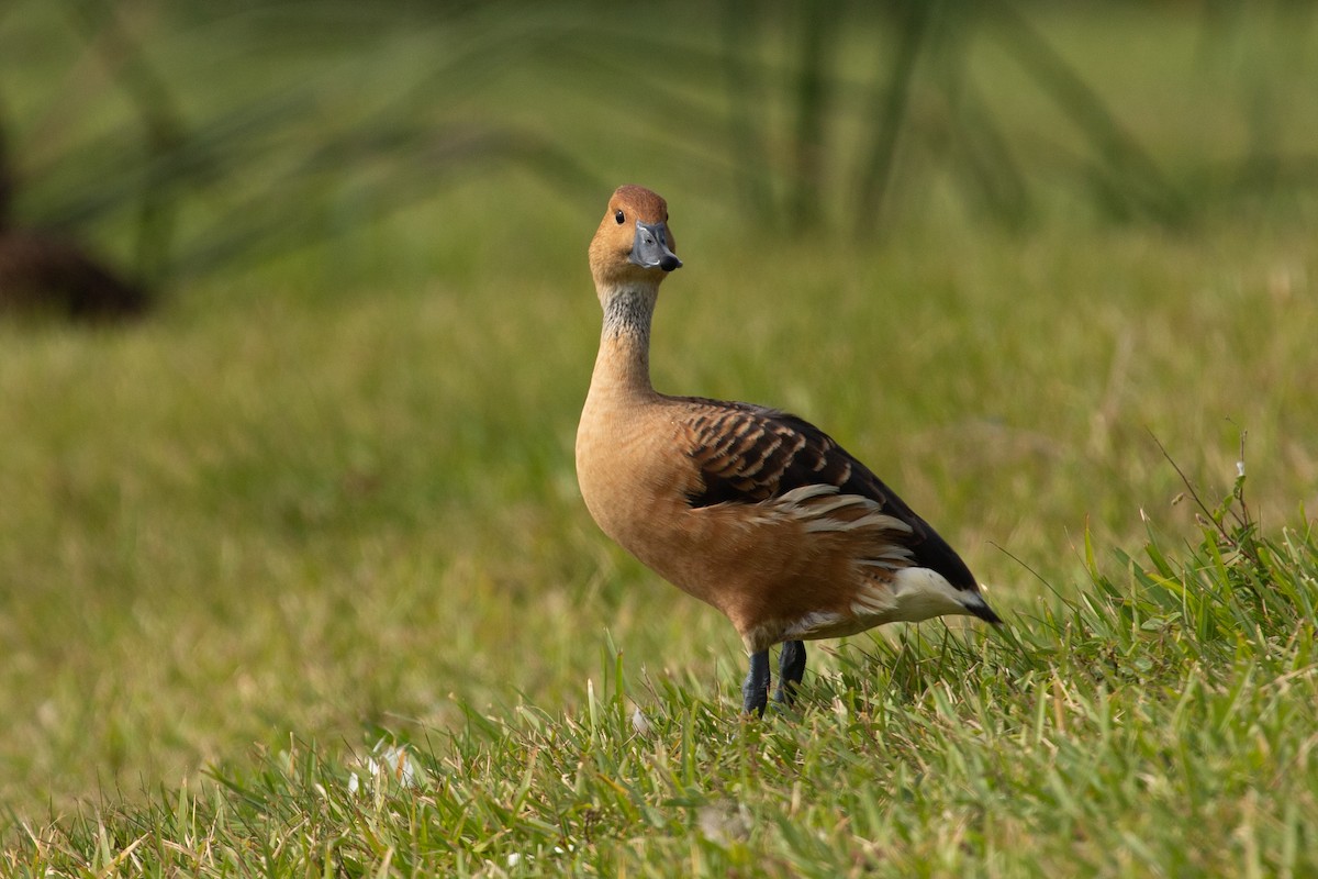 Fulvous Whistling-Duck - ML611379123