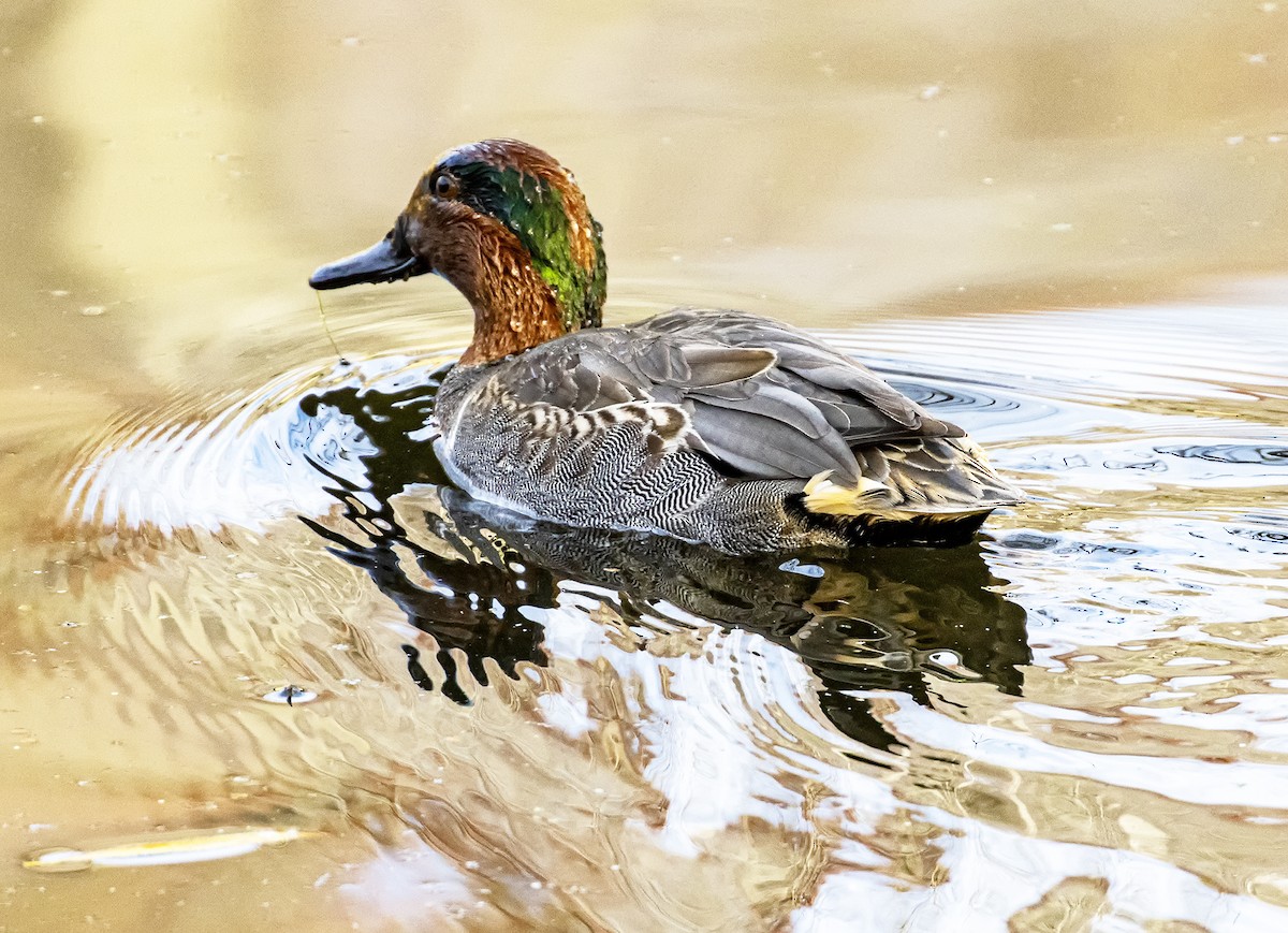 Green-winged Teal - ML611379146