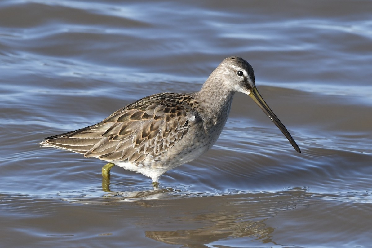 Long-billed Dowitcher - ML611379386