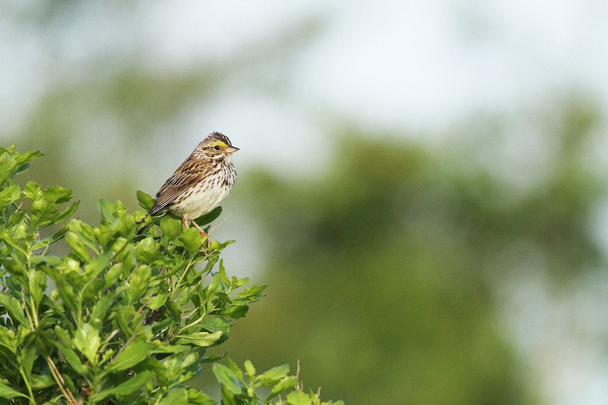 Savannah Sparrow (Savannah) - ML61137941