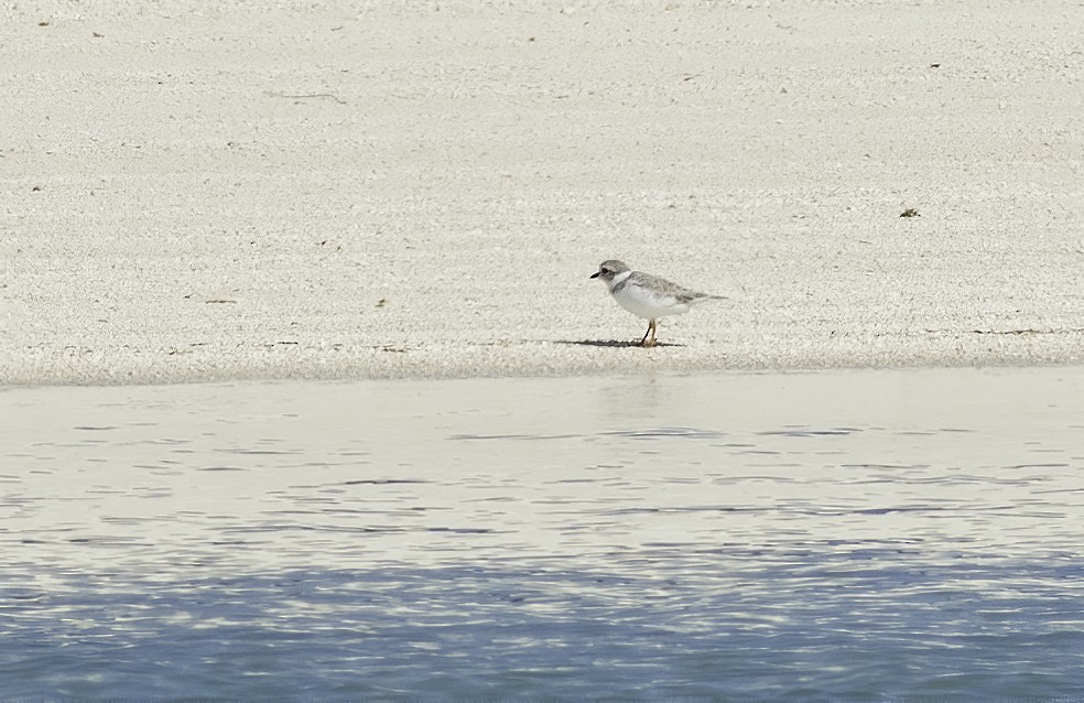 Piping Plover - ML611379473