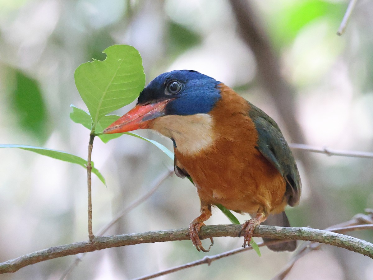 Green-backed Kingfisher (Blue-headed) - ML611379695