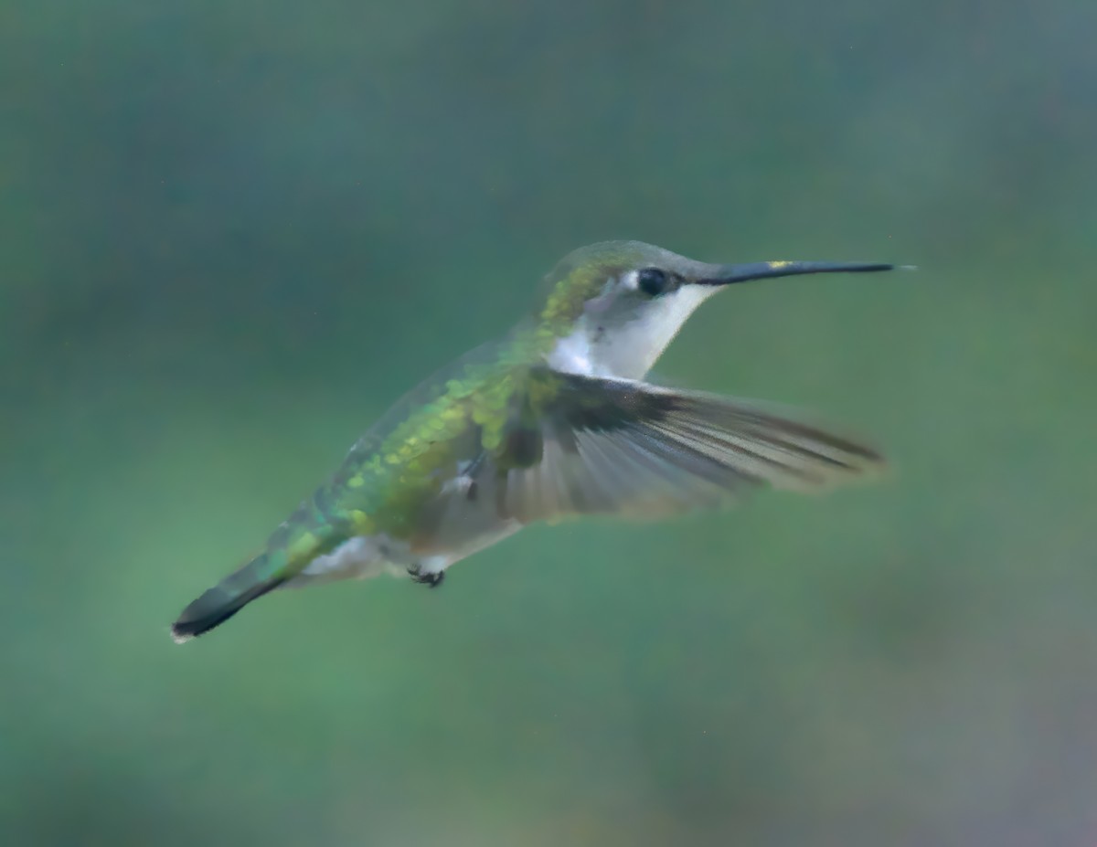 Ruby-throated Hummingbird - ML611379930