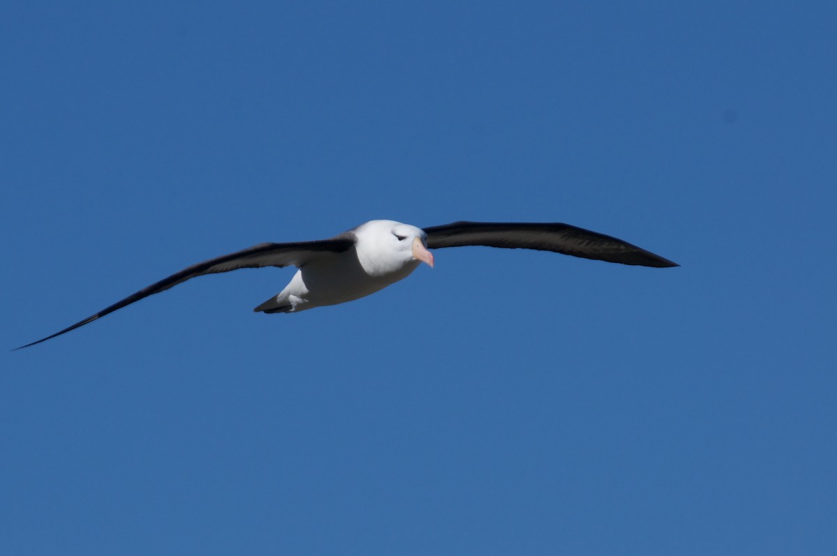 albatros černobrvý - ML611380016