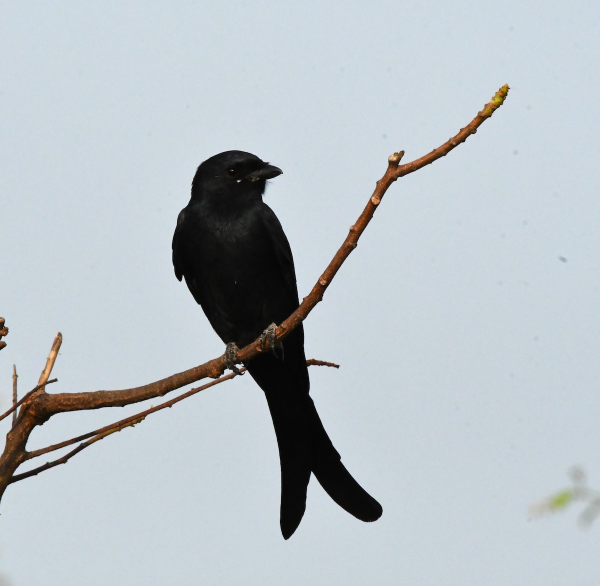 drongo černý - ML611380106