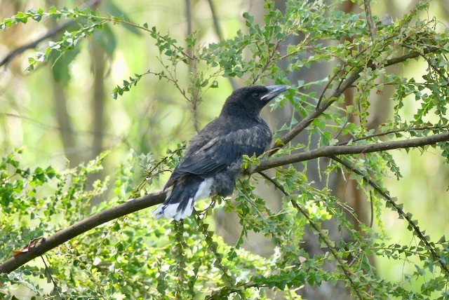Pied Currawong - ML611380460