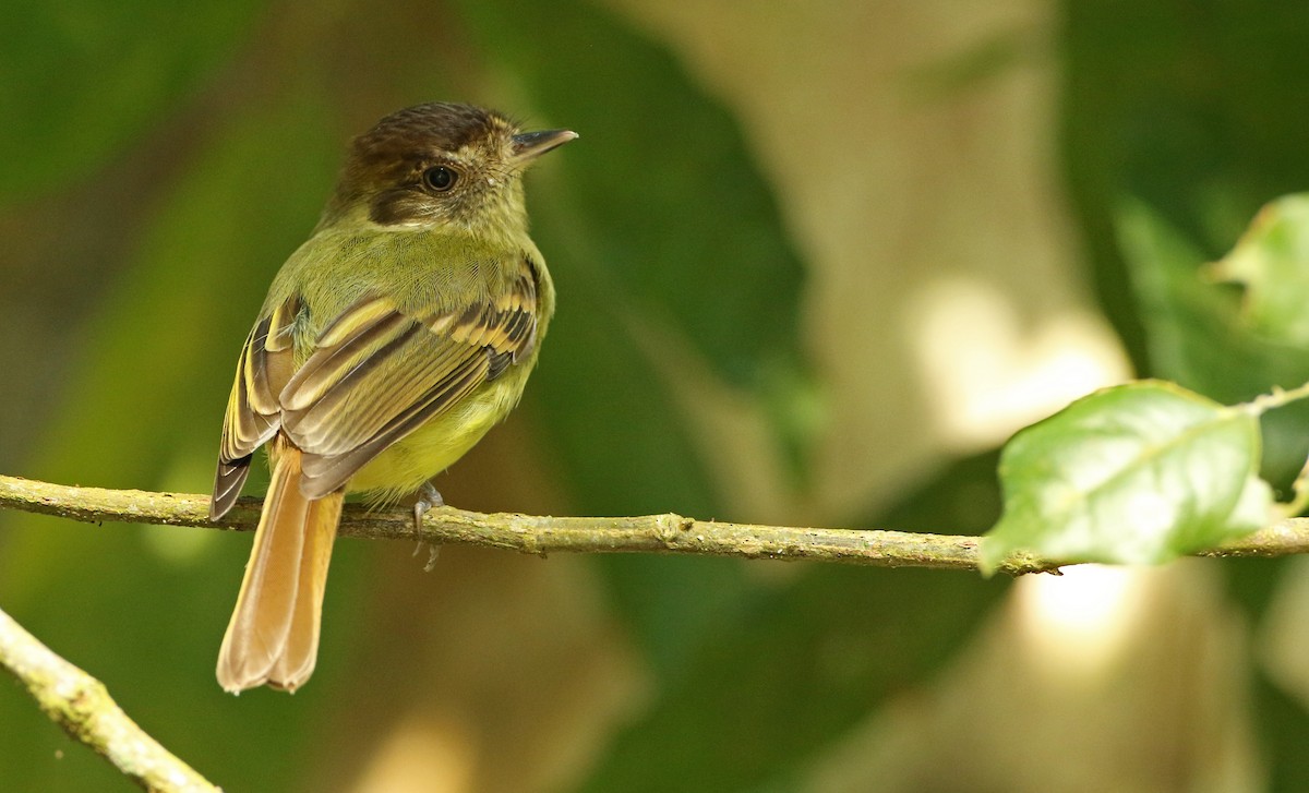 Sepia-capped Flycatcher - ML61138071