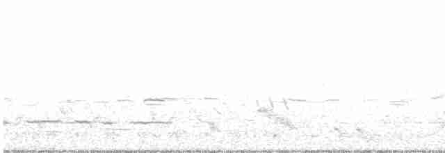 White-eared Honeyeater - ML611380763