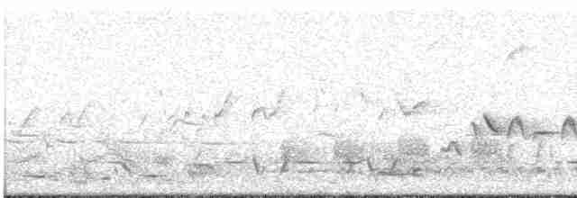 Скрытный ложнокрапивник - ML611380826