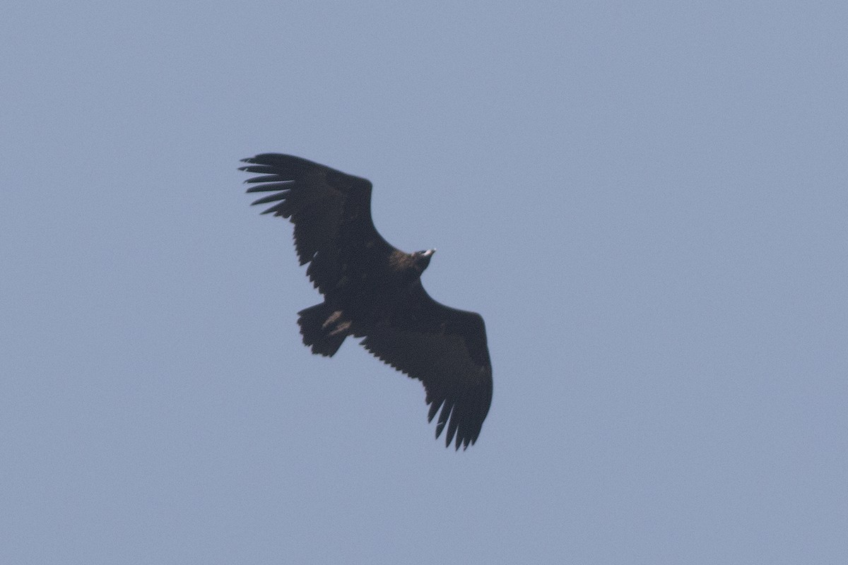 Cinereous Vulture - ML611380917