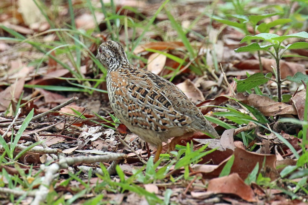 Painted Buttonquail - ML611381352