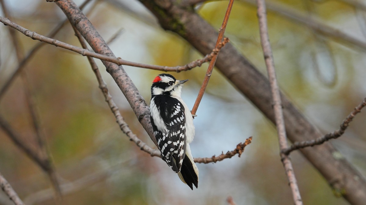 Downy Woodpecker - ML611381480