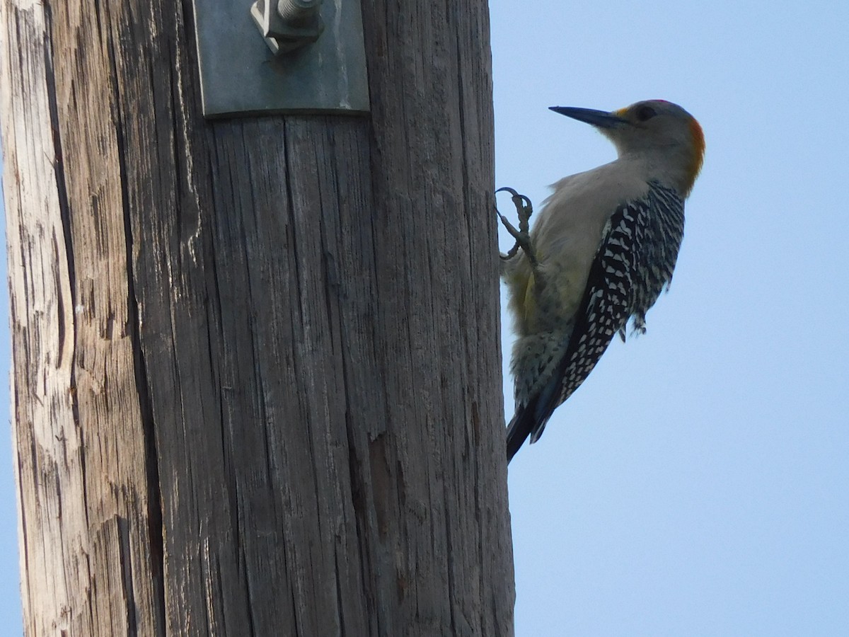 Golden-fronted Woodpecker - ML611381561