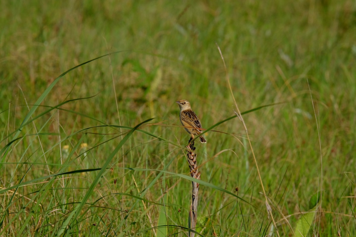 Wing-snapping Cisticola - ML611381832