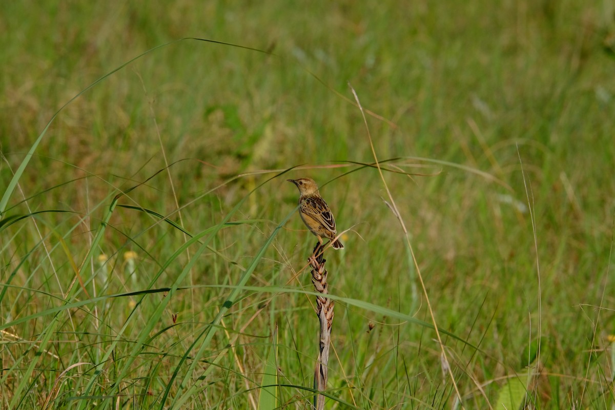 Wing-snapping Cisticola - ML611381833