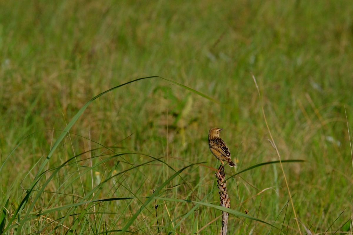 Wing-snapping Cisticola - ML611381837