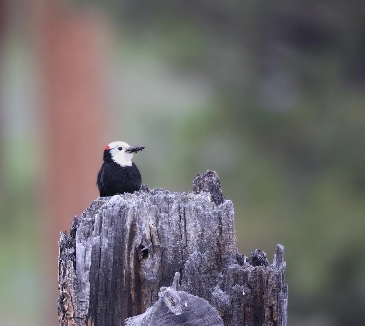 White-headed Woodpecker - ML611382154