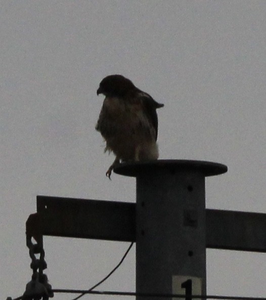 hawk sp. - ML611382259