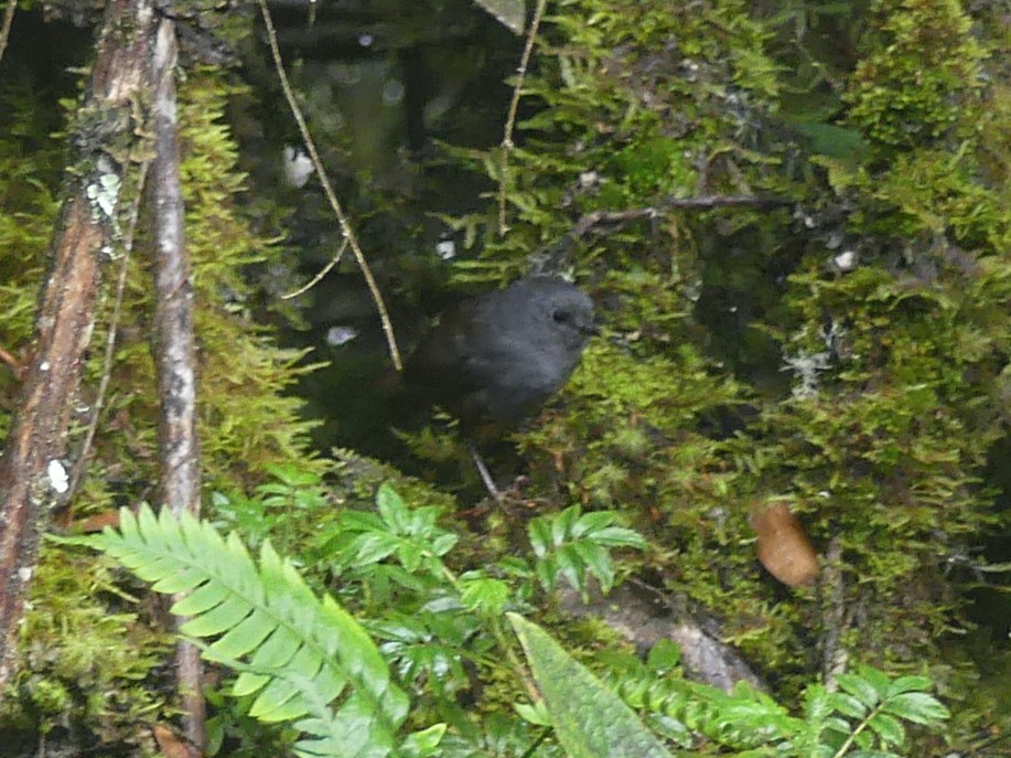 Pale-bellied Tapaculo - ML611382384