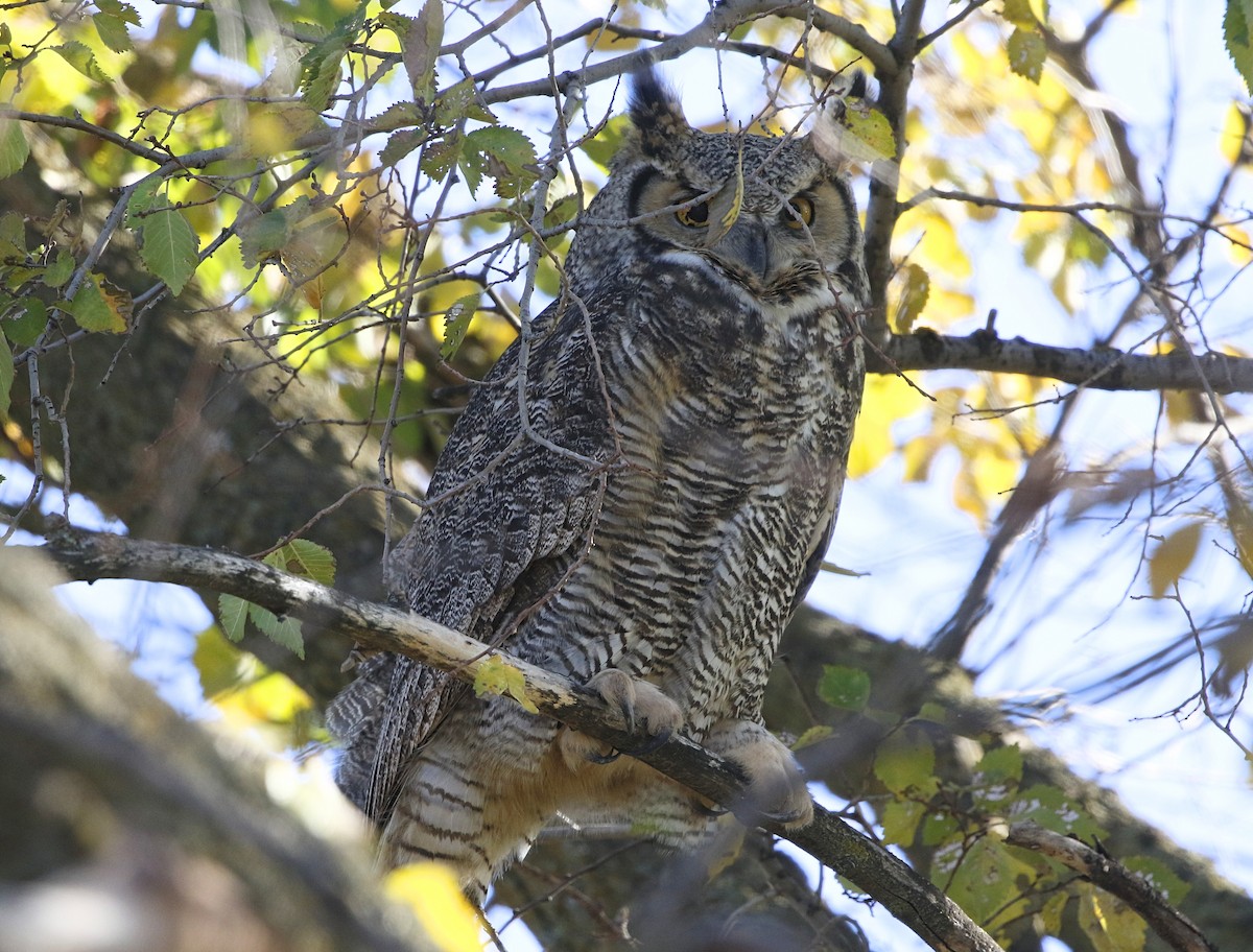 Great Horned Owl - ML611382427