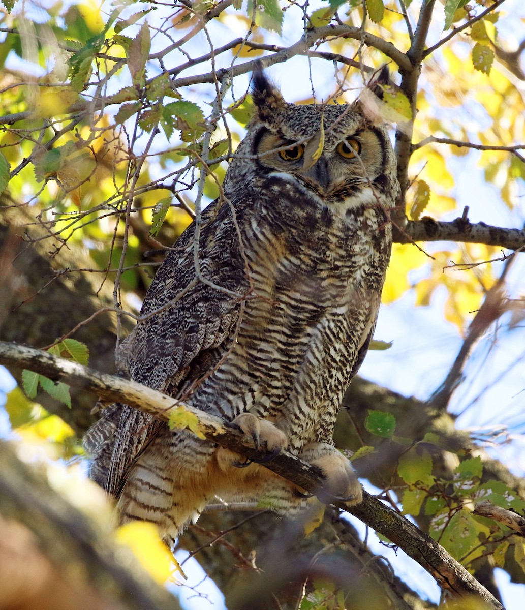Great Horned Owl - ML611382586