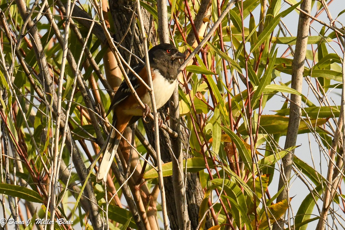 Spotted Towhee - ML611383052