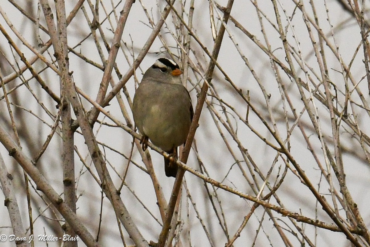 White-crowned Sparrow - ML611383201