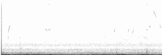 Braunbrust-Weißstirnchen - ML611383237