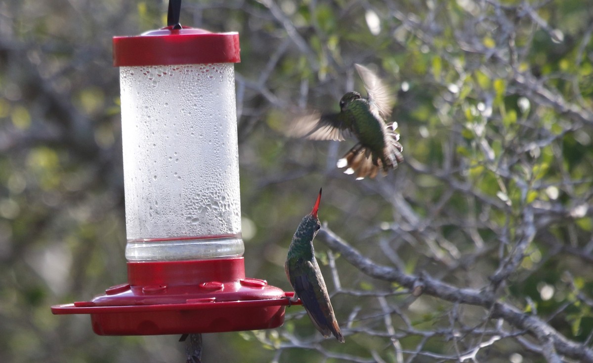 Buff-bellied Hummingbird - ML611383383