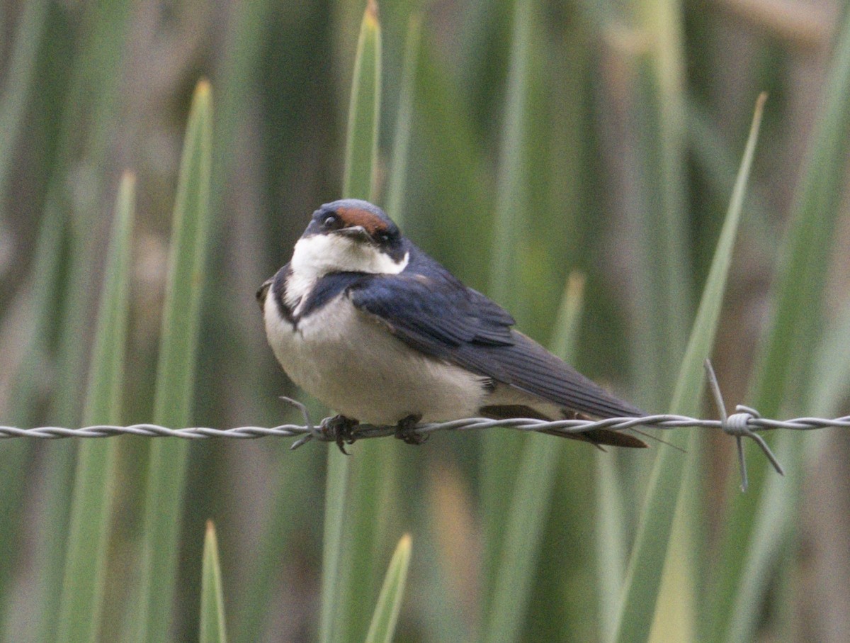 White-throated Swallow - ML611383389