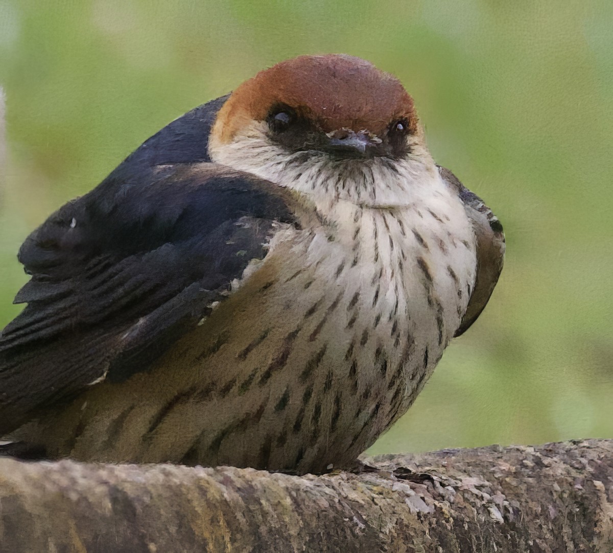 Greater Striped Swallow - ML611383417