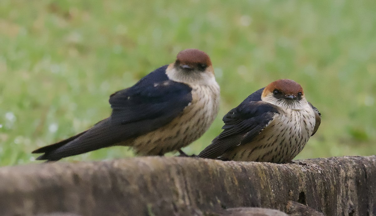 Greater Striped Swallow - ML611383418