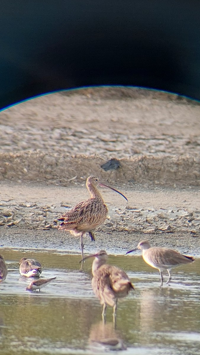 Long-billed Curlew - ML611383654