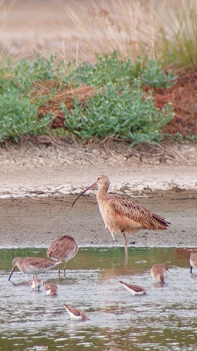 Long-billed Curlew - ML611383656