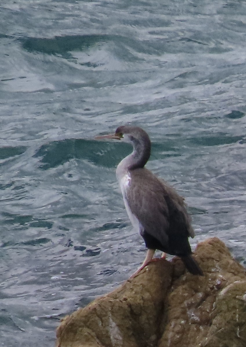 Spotted Shag - ML611383709