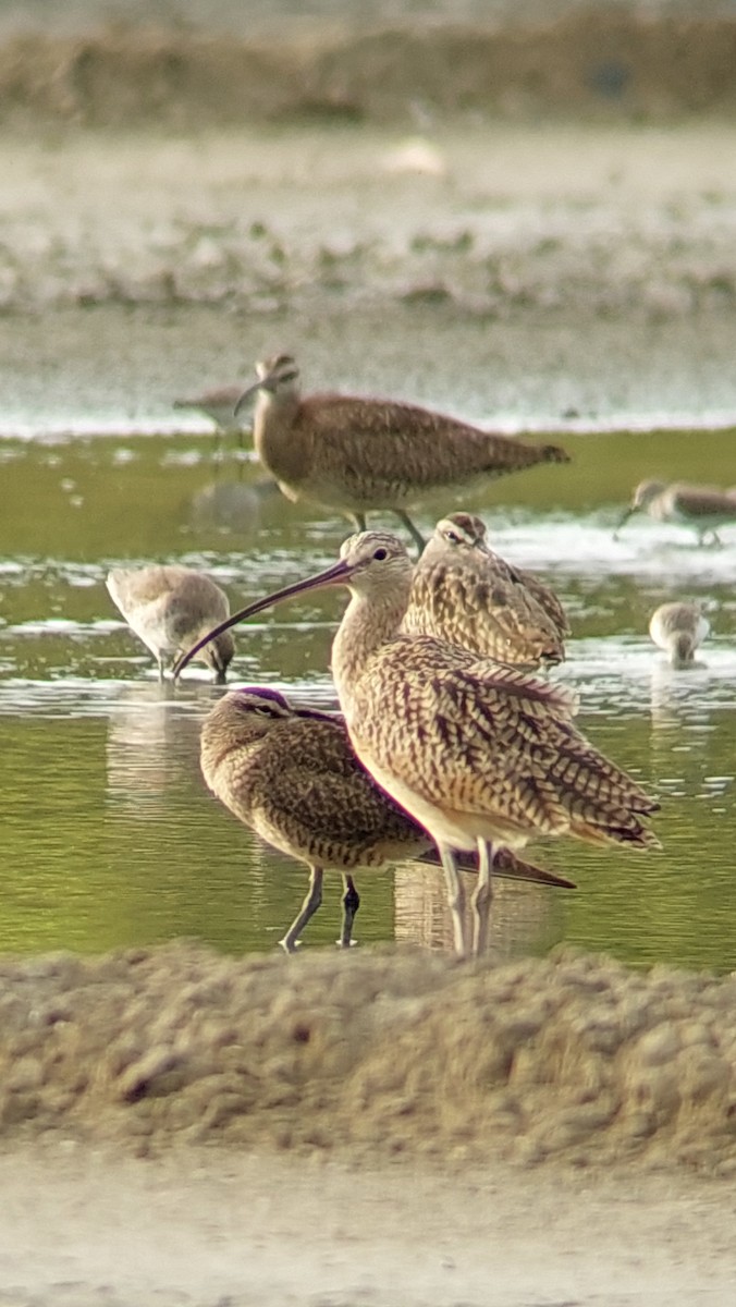 Long-billed Curlew - ML611383738