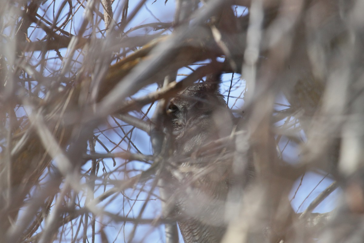 Great Horned Owl - ML611383852