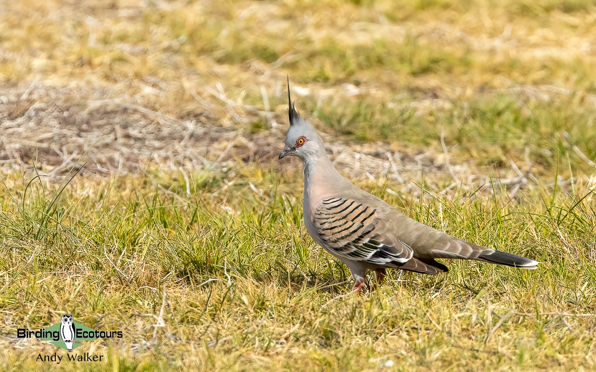 Crested Pigeon - ML611384097
