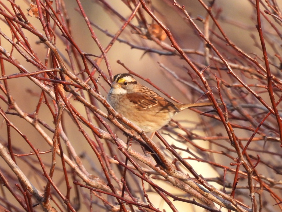 White-throated Sparrow - ML611384126